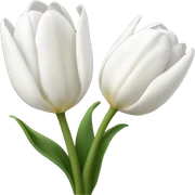 White tulips  sticker
