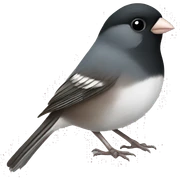 Junco  sticker
