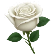 white rose sticker