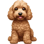 Cockapoo sticker