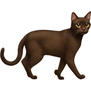 Havana brown cat walking  sticker
