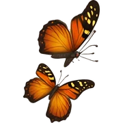 Butterfly sticker