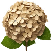 Hydrangea flower that has turned completely brown and dried up sticker