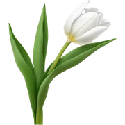 white tulips sticker