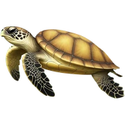 Sea turtle sticker