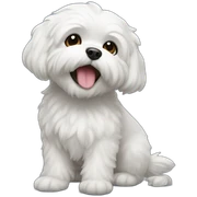 Bichón maltés sticker
