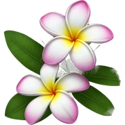 plumeria flower sticker