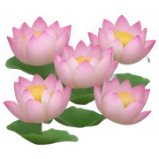6 lotus flowers sticker
