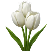 White tulips  sticker