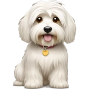 Havanese  sticker