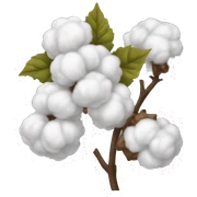 Cotton  sticker