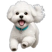 fluffy bichon frise running sticker