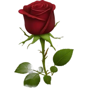 Dark red rose sticker