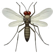 Mosquito and middle finger sticker