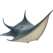 Stingray sticker