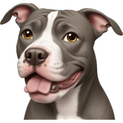 pitbull  sticker
