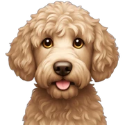 Labradoodle  sticker