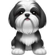 2 shi tzu, one all black, one black and white sticker