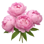 Bouquet of pink peonies sticker