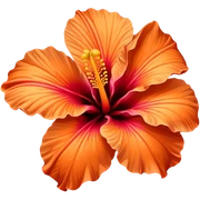 orange hibiscus flower sticker