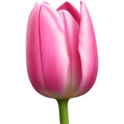 Pink tulip sticker