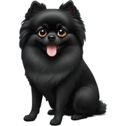 Black pomeranian sticker