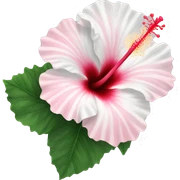 hibiscus flower pink and white sticker
