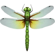 dragonfly sticker
