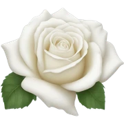 White rose sticker