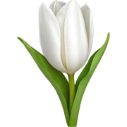 White tulip sticker