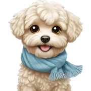 Dog  Maltipoo wearing a scarf sticker