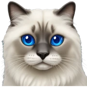 Fluffy seal.point ragdoll cat with royal blue eyes sticker
