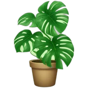 monstera sticker