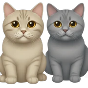 A golden British shorthair next to a grey British shorthair sticker