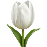 White tulips  sticker