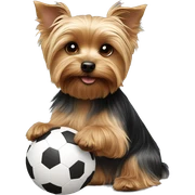 Yorkshire terrier playing with a little ball sticker