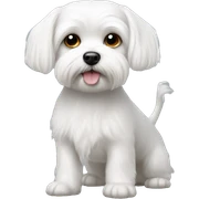Small white male Maltese dog  sticker