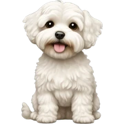 Maltipoo sticker
