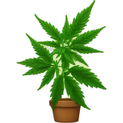 Marijuana plant sticker