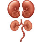 Kidneys sticker