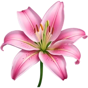 Pink Lily sticker