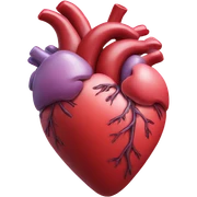 Anatomical heart sticker