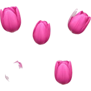 pink tulip sticker