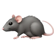 Rat sticker