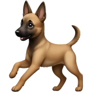 Malinoi puppy runs after adult malinoi sticker