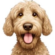 Labradoodle silly  sticker
