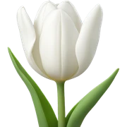 White tulips  sticker
