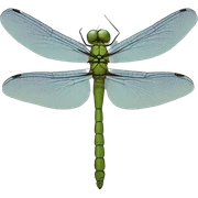 Dragonfly sticker