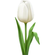 Weiße Tulpen  sticker