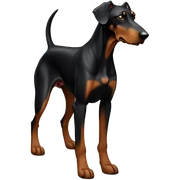 Doberman sticker